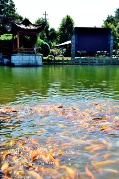 錦鯉 公園 樓閣亭榭