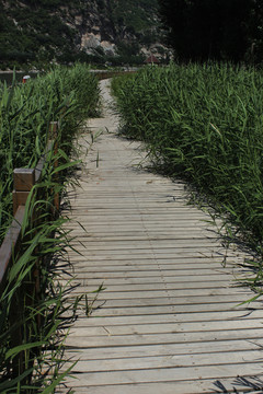 蘆葦 木橋