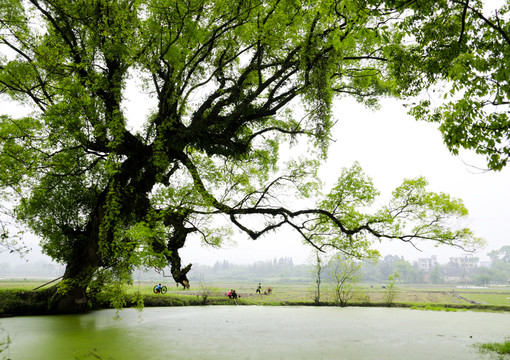 鄉(xiāng)村春早