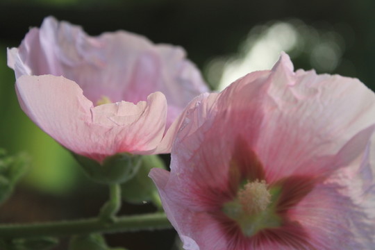 蜀葵