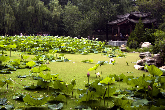 蓮湖公園荷池