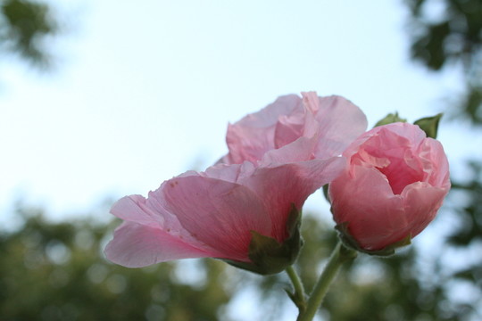 蜀葵
