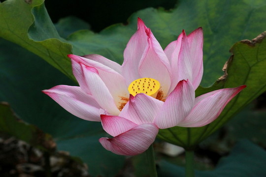 荷花