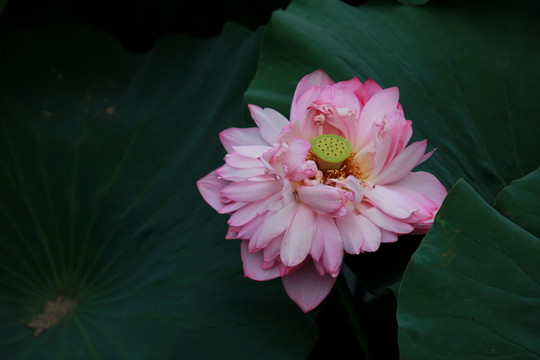 荷花