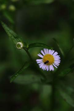 小花