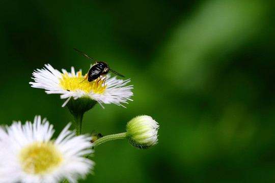 小花