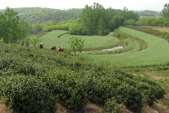 茶場(chǎng)與油菜成熟