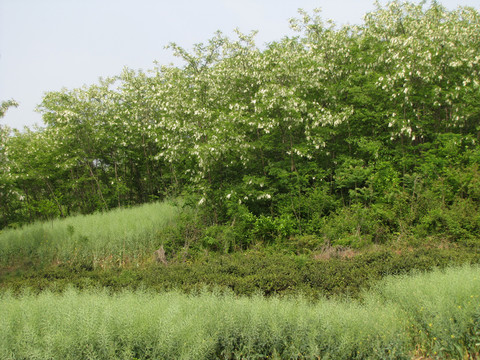 油菜田邊槐樹花