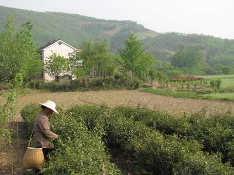 采春茶