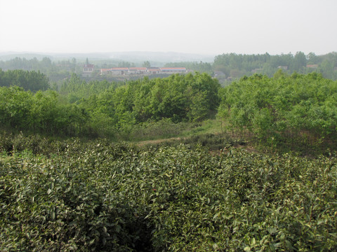 茶鄉(xiāng)春來(lái)早