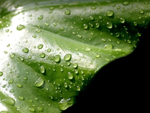水珠