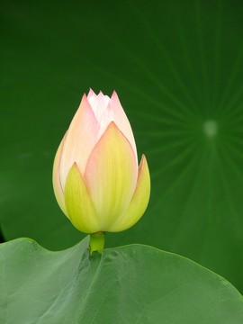 含苞欲放荷花