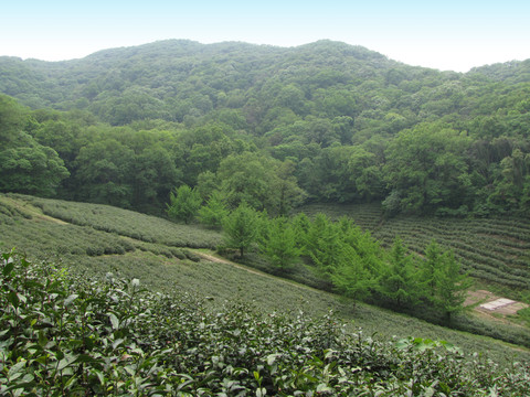 皇甫山貢茶園