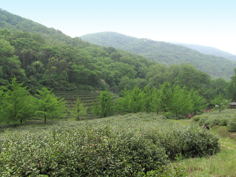山谷茶園 皇甫山彌陀寺