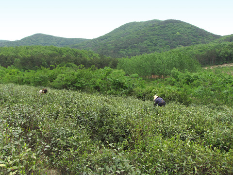 采春茶