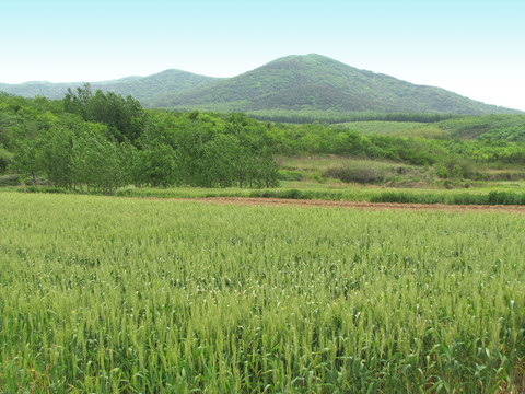 山區(qū)麥田