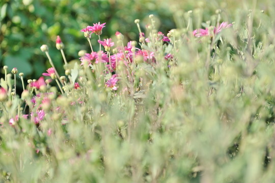 雛菊花若隱若現(xiàn)