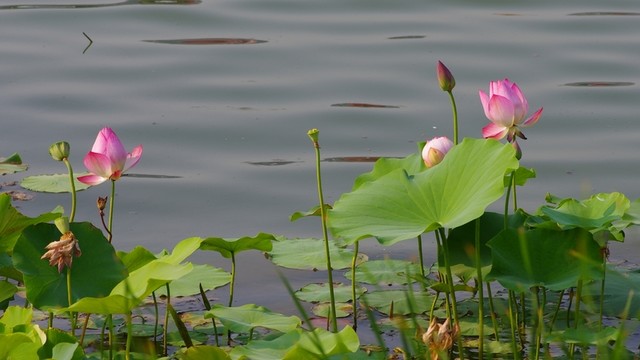 荷花