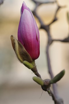 玉蘭花