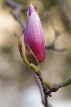 玉蘭花