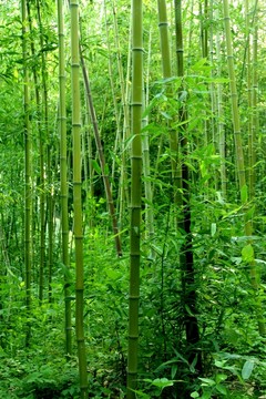 翠竹 竹林