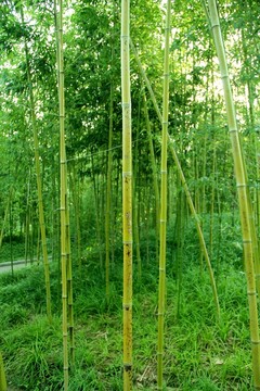 翠竹 竹林