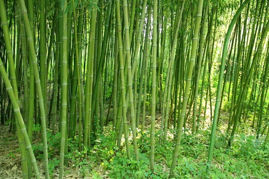 翠竹 竹林
