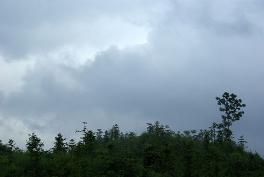 樹