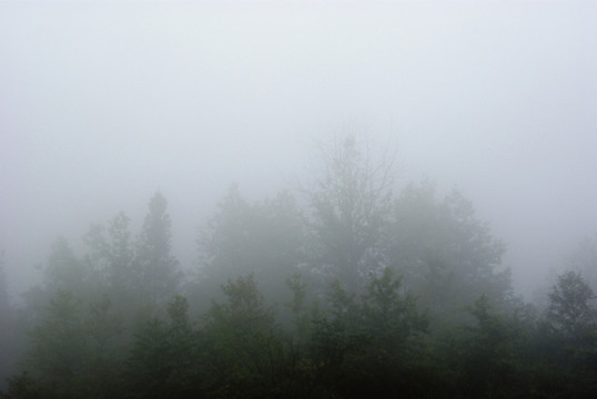 樹林
