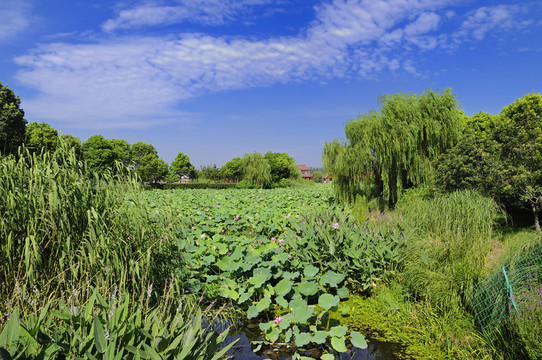 蘇州荷塘月色公園