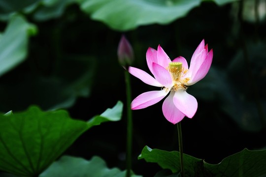 夏日荷趣