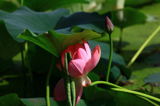 荷花