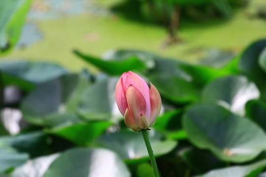 荷花
