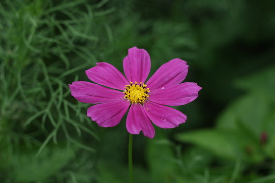 花卉