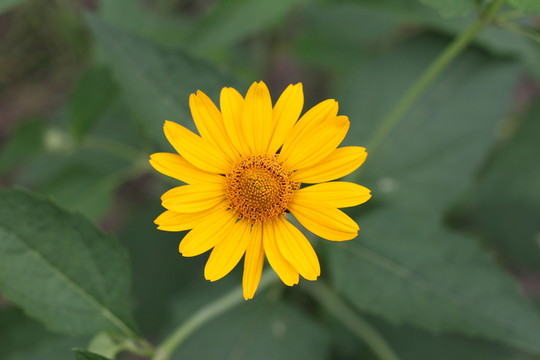 花卉