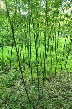 翠竹 竹林