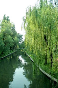 水渠垂柳  河道柳樹