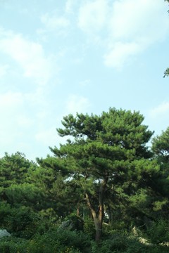 松樹