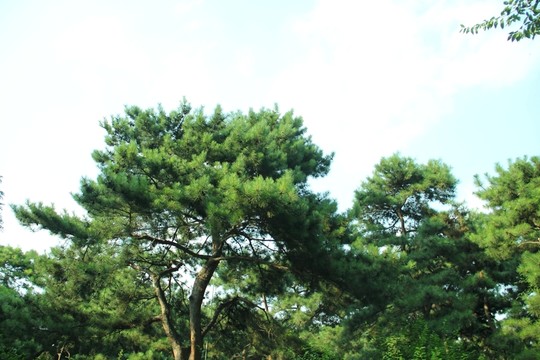 松樹