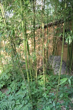 翠竹 竹林