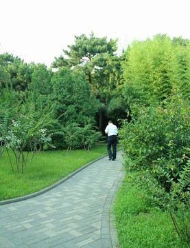 翠竹 竹林 小路