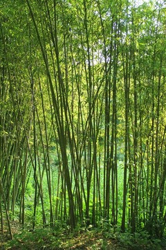 翠竹 竹林