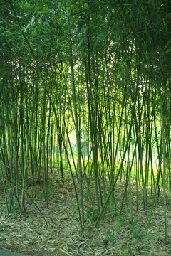 翠竹 竹林