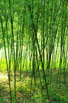 翠竹 竹林