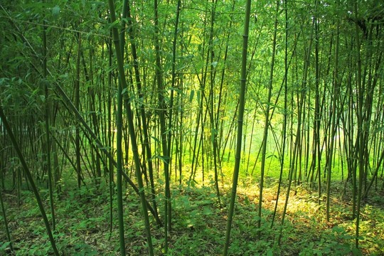 翠竹 竹林