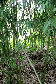 翠竹 竹林