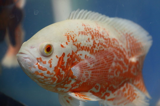 金魚