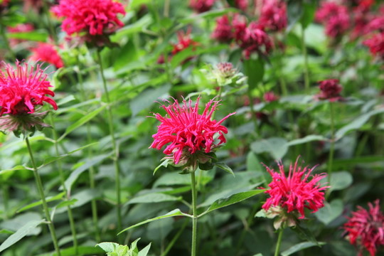 紅花