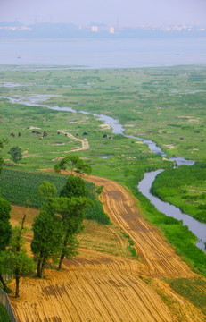 牛羊等原生態(tài)風(fēng)景
