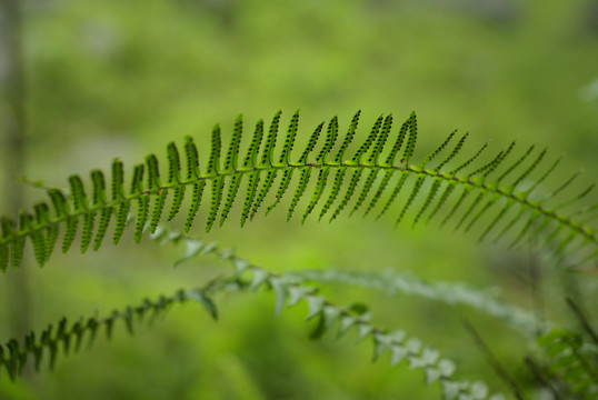 枝葉